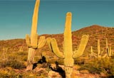 Cactus Desert Camel Rescue