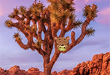 Desert Joshua Tree Escape