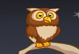 Desert Owl Rescue