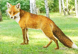 Eenchanted Fox Forest Escape Game