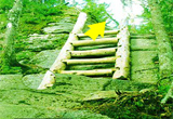 Escape From Green Forest