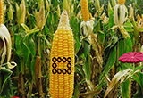 Escape Giant Corn Land Escape