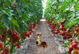 Find The Tomato Farm Girl
