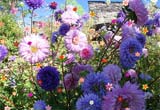 Flower Garden Hidden Objects