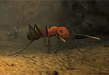 Giant Ant Nest Mystery Game