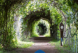 Tunnel Arch Woodland Escape