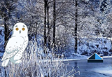 Winter Owl Forest Escape