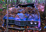 Wow Abandoned Forest Escape