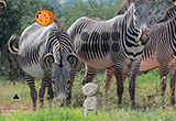 Zebra Fores Escape