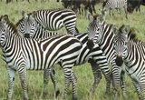 Zebra Rescue